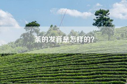 荼的发音是怎样的？