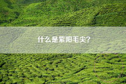 什么是紫阳毛尖？