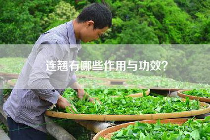 连翘有哪些作用与功效？
