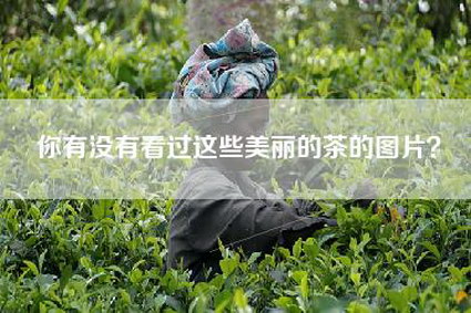 你有没有看过这些美丽的茶的图片？