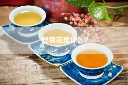 野菊花是什么？