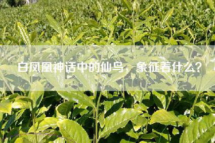 白凤凰神话中的仙鸟，象征着什么？