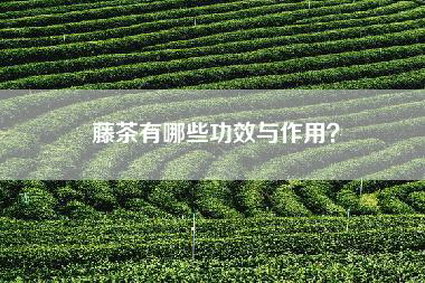 藤茶有哪些功效与作用？