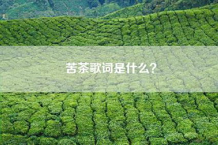 苦茶歌词是什么？