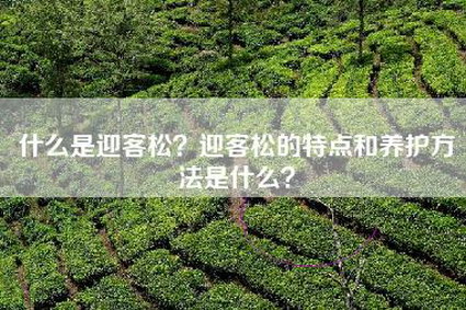什么是迎客松？迎客松的特点和养护方法是什么？