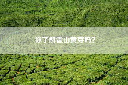 你了解霍山黄芽吗？