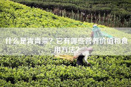 什么是青青菜？它有哪些营养价值和食用方法？