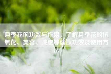 月季花的功效与作用，了解月季花的抗氧化、美容、减肥等健康功效及使用方法