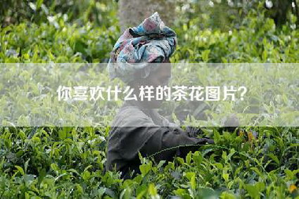 你喜欢什么样的茶花图片？