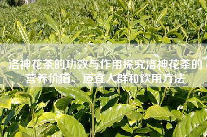 洛神花茶的功效与作用探究洛神花茶的营养价值、适宜人群和饮用方法