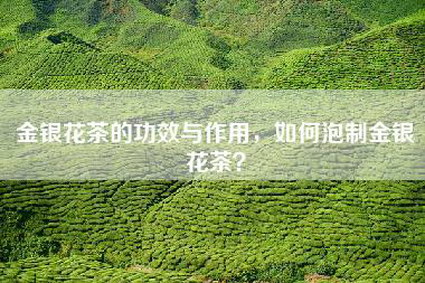 金银花茶的功效与作用，如何泡制金银花茶？