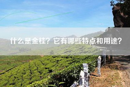 什么是金桂？它有哪些特点和用途？