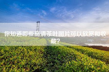 你知道哪些高清茶叶图片可以欣赏和收藏？