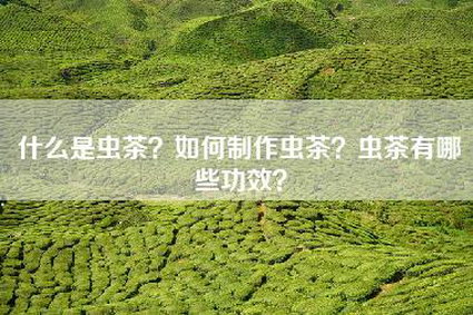 什么是虫茶？如何制作虫茶？虫茶有哪些功效？