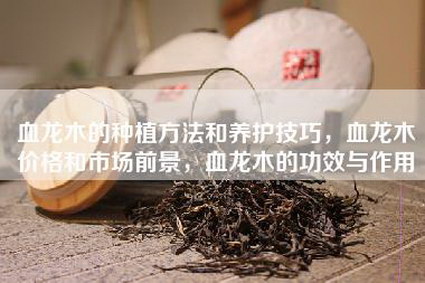 血龙木的种植方法和养护技巧，血龙木价格和市场前景，血龙木的功效与作用