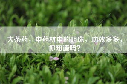 大茶药，中药材中的明珠，功效多多，你知道吗？