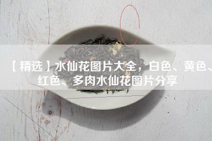 【精选】水仙花图片大全，白色、黄色、红色、多肉水仙花图片分享