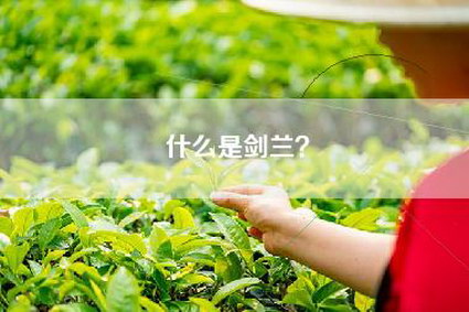 什么是剑兰？