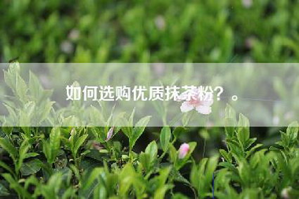如何选购优质抹茶粉？。