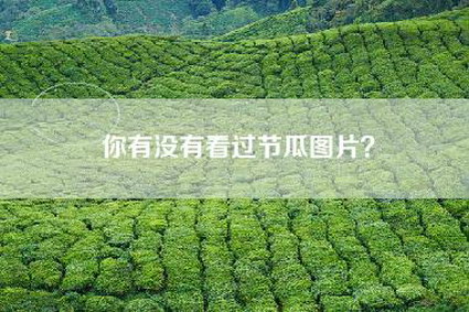 你有没有看过节瓜图片？