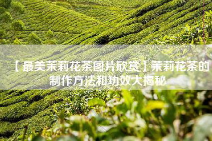 【最美茉莉花茶图片欣赏】茉莉花茶的制作方法和功效大揭秘