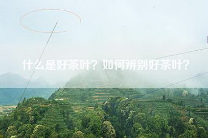 什么是好茶叶？如何辨别好茶叶？