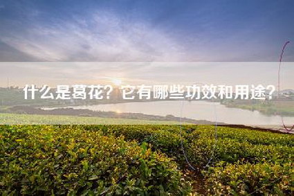 什么是葛花？它有哪些功效和用途？