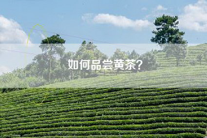 如何品尝黄茶？