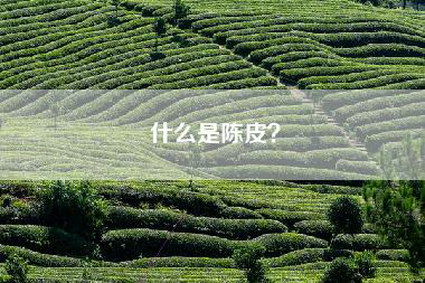 什么是陈皮？