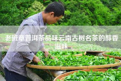 老班章普洱茶品味云南古树名茶的醇香滋味