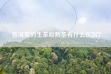 普洱茶的生茶和熟茶有什么区别？
