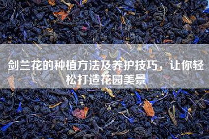 剑兰花的种植方法及养护技巧，让你轻松打造花园美景