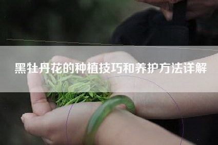 黑牡丹花的种植技巧和养护方法详解