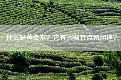 什么是黄金木？它有哪些特点和用途？