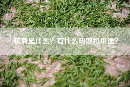 杭菊是什么？有什么功效和用途？