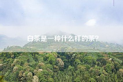 白茶是一种什么样的茶？