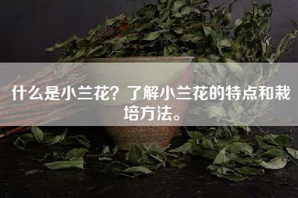 什么是小兰花？了解小兰花的特点和栽培方法。