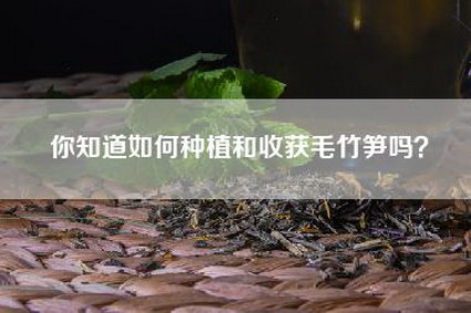 你知道如何种植和收获毛竹笋吗？
