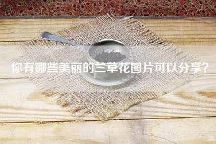 你有哪些美丽的兰草花图片可以分享？
