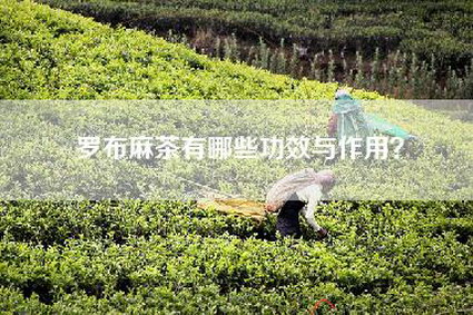 罗布麻茶有哪些功效与作用？