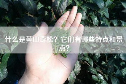 什么是黄山奇松？它们有哪些特点和景点？