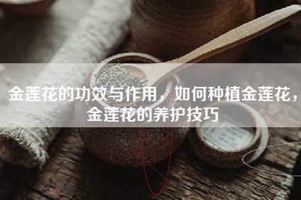 金莲花的功效与作用，如何种植金莲花，金莲花的养护技巧