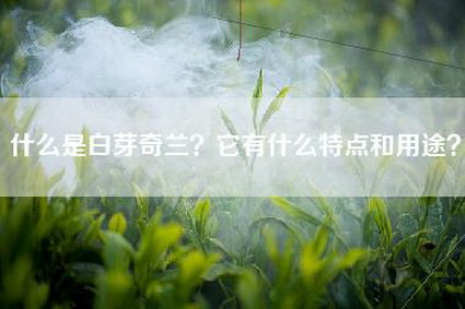 什么是白芽奇兰？它有什么特点和用途？