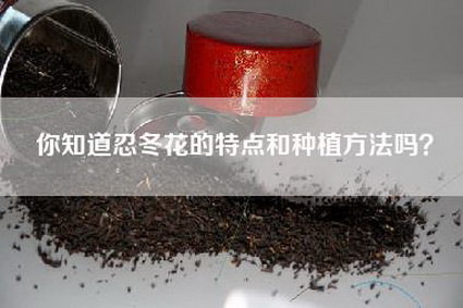 你知道忍冬花的特点和种植方法吗？