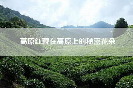 高原红藏在高原上的秘密花朵