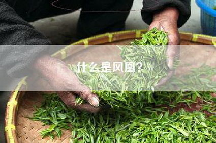 什么是风凰？