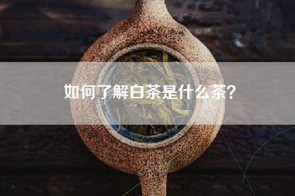 如何了解白茶是什么茶？