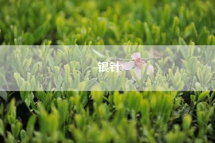 银针