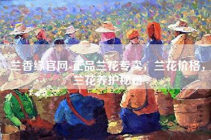 兰香缘官网-正品兰花专卖，兰花价格，兰花养护秘籍