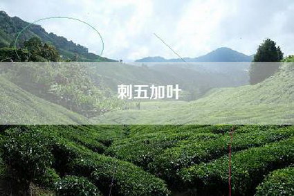 刺五加叶